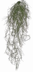 Rhipsalis (Koraalcactus) 'de luxe' met 68 clusters blad, 105 cm, brandvertragend & UV bestendig