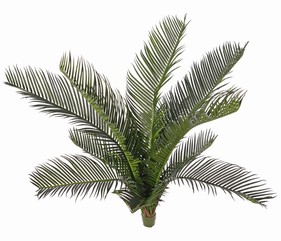 Cycas revolata (Vredespalm) met 11 plastic bladeren, H 50cm, Ø 50 cm
