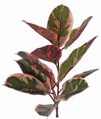 Ficus elastica "Ruby' (Rubberplant) 2x vertakt met 13 bladeren & 2 knoppen, brandvertragend, 60 cm