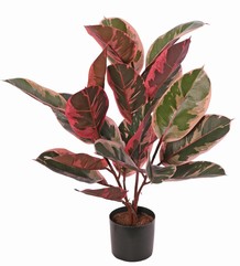 Ficus elastica 'Ruby' (Rubberplant) x2, 3x vertakt met 22 bladeren, UV bestendig, 60 cm
