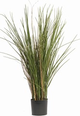 Grasplant "de luxe" x13 bundles in pot, 80cm, UVsafe