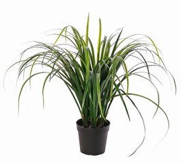 Grasplant 'Lemongrass' 6 bosjes met 78 plastic bladeren, in pot, 60 cm - UV bestendig