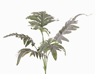 Phlebodium aureum (Goldtüpfelfarn) mit 7 Blättern, 68 cm