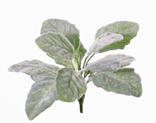 Silber-Salbei (Salvia argentea) 9 Verzweigungen, 11 Blätter, 25cm