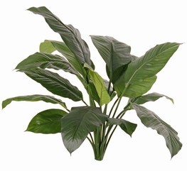 Spathiphyllum (Flor de la paz, Vela del viento) 'de luxe', 16 hojas, H 90cm, Ø 90 cm - resistente del fuego