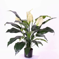 Spathiphyllum x5,  29 hojas, 75cm