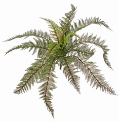 Naaldvaren (Polystichum) met 13 bladeren & 2 uitlopers, volplastic, 58 cm