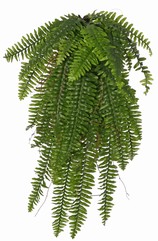 Varen 'Boston' (Nephrolepsis) hangend MAXI, met 33 bladeren en houten twijgen, 90 cm