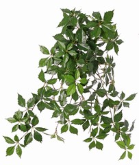 Wingerdbush (Parthenocissus) 'sparkling nature', 10 uitlopers met 315 bladeren