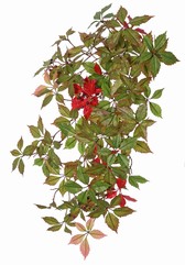 Virginia Creeper Bush (Parthenocissus) 'Sparkling Nature', 10 shoots, 315 leaves & 56 plastic berries, 76 cm