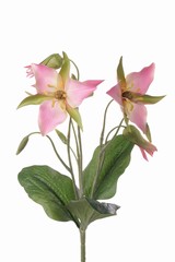 Boslelie (Trillium) x3 bloemen, x5 knoppen en 3 bladeren, 40cm - ACTIE