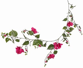 Bougainvillea spectabilis slinger, 34 bloemen & schutblad, 28 bladeren, 110 cm
