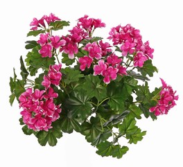 Pelargonium 40cm, with 92  lvs., 108 flowers and buds, by MK!, UVsafe, without pot