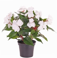 Impatiens - Fleißiges Lieschen -  x 13, 25 cm mit Topf