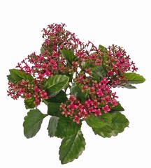 Kalanchoe x25 clusters plastic flrs & 70 polyesther lvs, 34cm, UVsafe