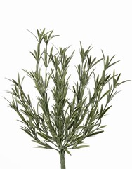 Lavendel (Lavandula) bush, no flowers, UVsafe, full plastic, 43cm (mee-import)