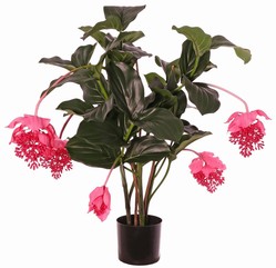 Medinilla magnifica with 5 flowers (1 L/ 2 M/ 1 S), 1 bud & 48 leaves, 90 cm, in pot