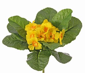 Primula (Sleutelbloem), 12 bloemen & 9 blad, Ø 20 h, 20 cm