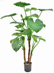 Alocasia calidora (olifantsoor), met 3 houten stammen, 19 bladeren & 2 knoppen, H. 120 cm