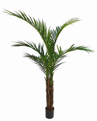 Majestypalm (Ravenea) met 6 palmtakken & 280 blad, hogere stam, h160 cm, in pot
