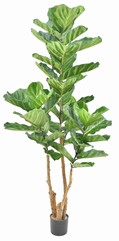 Ficus lyrata 'Royal' mit Echtholzstämmen & 50 großen Blättern, 190 cm, im Topf