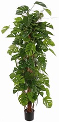 Monstera (Split philo) (Gatenplant), 'Monkey', 148 bladeren, H. 180 cm
