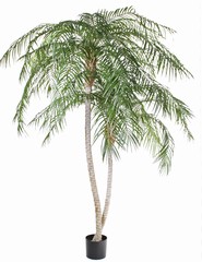 Phoenixpalm "twisted nature" 2 stammen,  2.660 blad, UV bestendig, Ø 150 cm, h. 225 cm - lage prijs