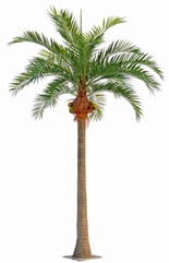 Kokospalm, kunstpalm (Cocos nucifera) 21 grote palmbladeren (totaal 1.616 stuks bladeren) & 7 kokosnoten, H. 570 cm
