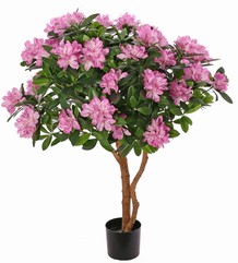 Rhododendron plant 'Bloom' with real wooden trunk, 1.026 leaves & 36 large flowers, H 115 cm, in pot