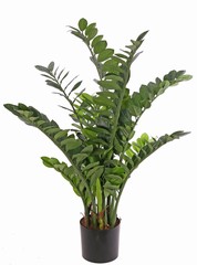 Zamioculcas zamiifolia (Emerald palm) met 11 uitlopers, 278 bladeren, &Oslash;  90 cm,  h 110 cm, in plastic pot