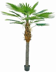 Washingtonia robusta (Waaierpalm) met 16 polyester bladeren, 270 cm, in pot - UV bestendig