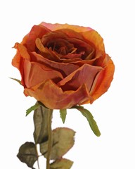 Roos Calista, 1 bloem (Ø 11cm, H.7cm), 2 sets blad (10 blaadjes), 66cm