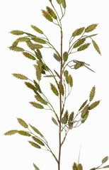 Plattährengras (Chasmanthium latifolium) mit 13 Büscheln (91 Aehren) & 2 Blättern, 98 cm