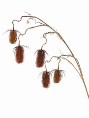 Kardenzweig (Dipsacus) 5 Verzweigungen, 5 Karden (3x 8cm & 2x 6cm), 118cm