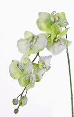 Phalaenopsis, orquídea de invierno con 6 flores, 3 capullos, nieve, 76 cm, oferta especial