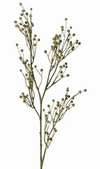 Flachs, Gemeiner Lein (Linum) 5x verzweigt 'Earthy Garden', 66 cm