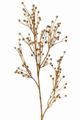 Flachs, Gemeiner Lein (Linum) 5x verzweigt 'Earthy Garden', 66 cm