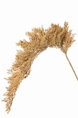 Sorghum 46 cm, (kunststof) met kunststof bruine steel, totaal 96 cm