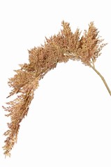Sorghum 46 cm, (kunststof) met kunststof bruine steel, totaal 96 cm