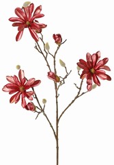 Magnolia velvet 'glamour' with 3 flrs (Ø 10 cm), 4 flr bud & 4 natural buds, 88cm