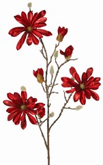 Magnolia velvet 'glamour' with 3 flrs (Ø 10 cm), 4 flr bud & 4 natural buds, 88cm