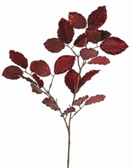 Beech leaf velvet 'glamour' with 24 lvs 72 cm
