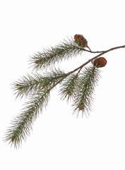 Pinus tak (Dennetak) 5x vertakt, met plastic naalden en 2 plastic cones, 87 cm