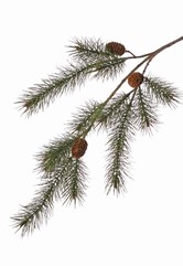 Pinus tak (Dennetak) 3x vertakt, met plastic naalden en 3 plastic cones, 116 cm