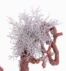 Cushion Bush - Calocephalus - , 25cm, Ø 25cm